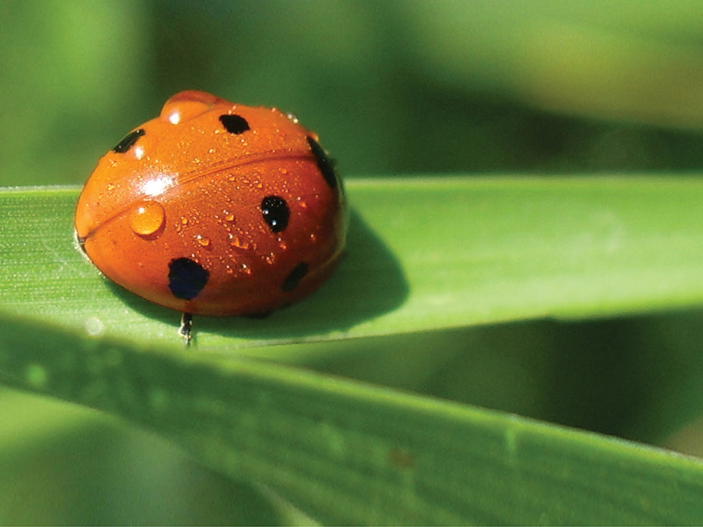 Nature can Make You Happier and Healthier